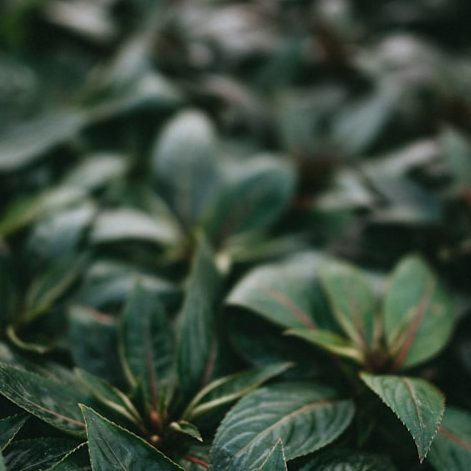 North Wales Planters Wooden Garden Planters Denbighshire