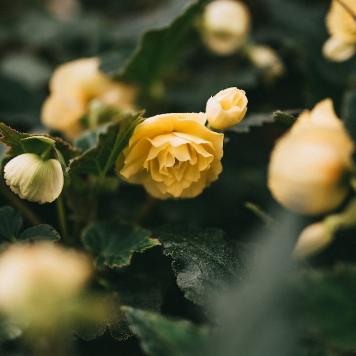 North Wales Planters North Wales Planters Conwy