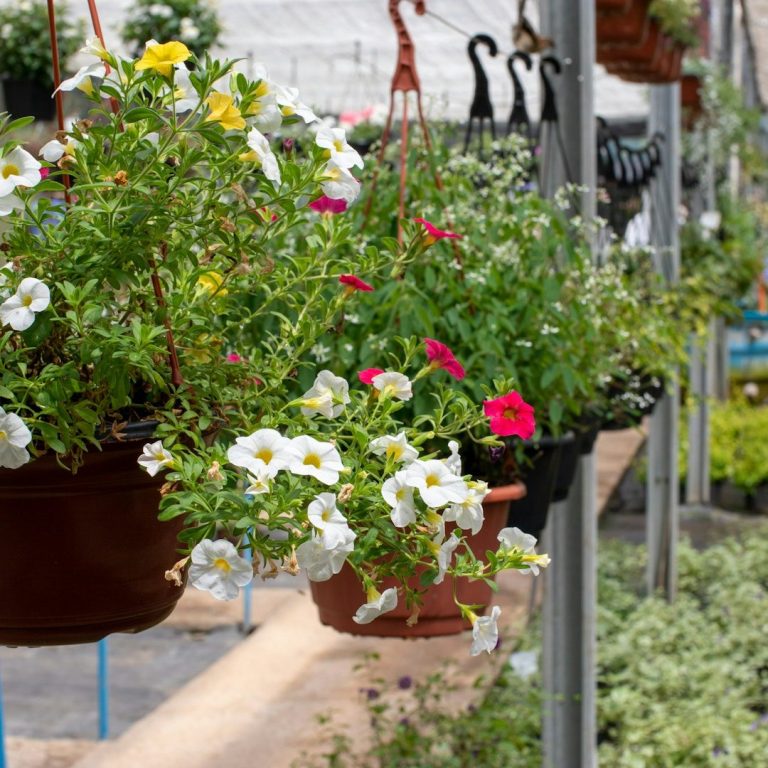 North Wales Planters Timber Garden Planters North Wales