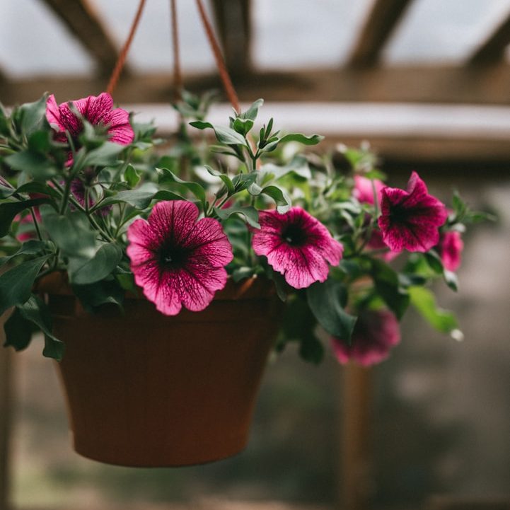 North Wales Planters Garden Planters North Wales